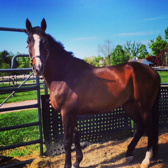 4 Year Old Colt For Sale
